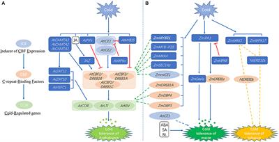 Recent Advances in the Analysis of Cold Tolerance in Maize